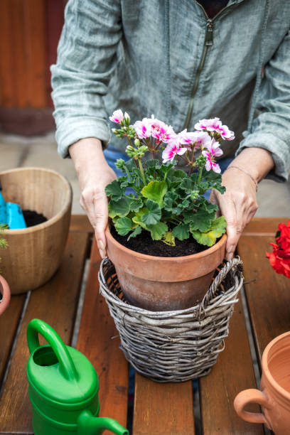 istock Florist arranging flower pot with geranium into wicker basket 1224691015