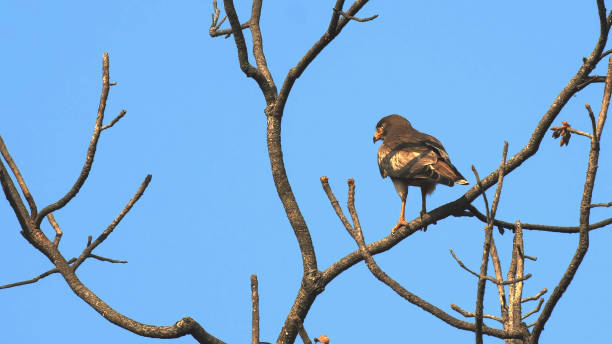 istock white eyed buzzard in a tree preening at tadoba andhari tiger reserve 1224694527