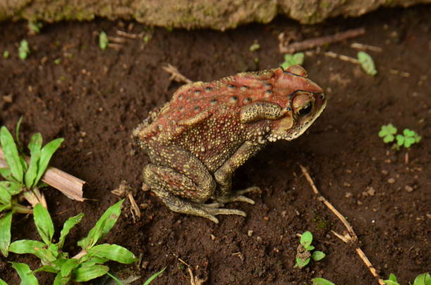istock Close-Up Of Frog On ground 1224695421