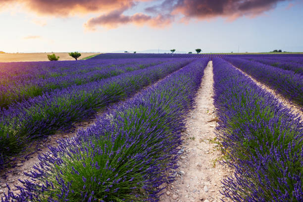 istock Lavender field near Valensole 1224697188