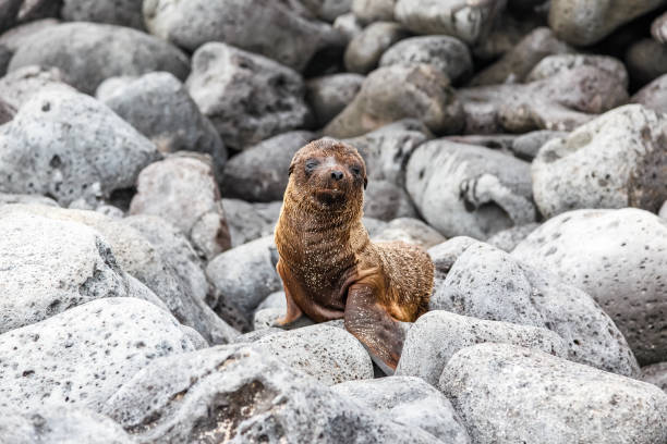 istock Sea lion baby 1224697913