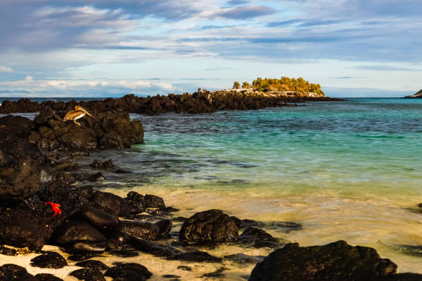 Beautiful corner on Santa Fe island at sunset, pelicans, crabs, sea lions on the rocks