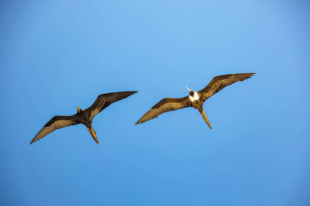 istock A magnificent frigatebird 1224699194