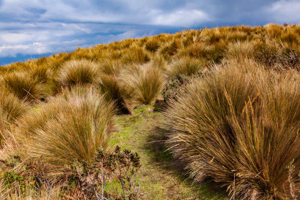 istock Ecuadorian Andean landscapes 1224699670