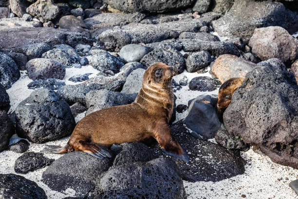 Sea lion baby covered in sand and looking at us, Galapagos.