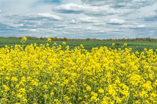 istock Blooming rapeseed plants on a field in closeup against a blue and white sky 1224700767