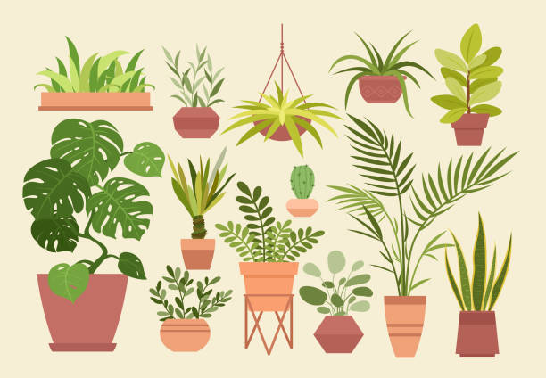 ilustraciones, imágenes clip art, dibujos animados e iconos de stock de house_plants_set - cactus green environment nature