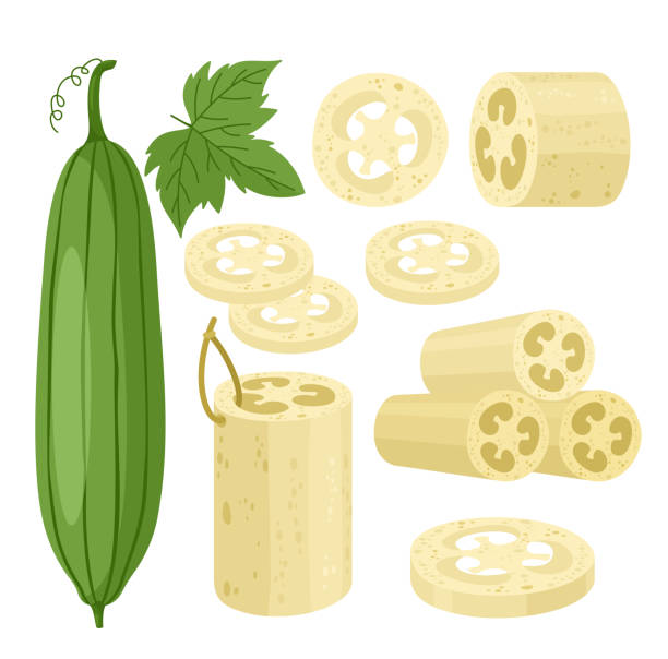 ilustraciones, imágenes clip art, dibujos animados e iconos de stock de luffa_sponge - esponja de lufa