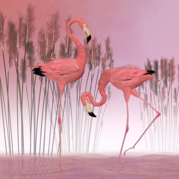 istock American Flamingoes 1224701691