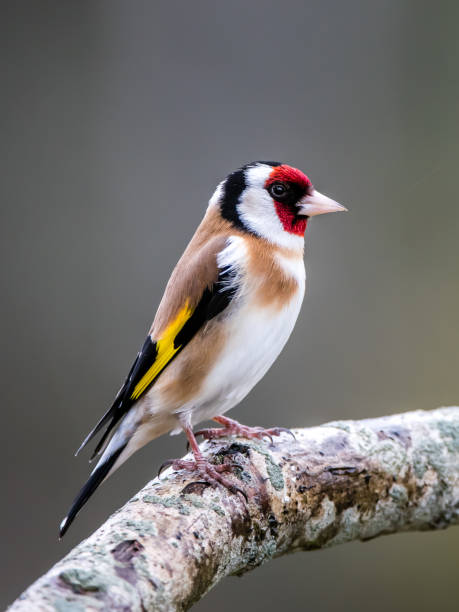 istock Goldfinch perching on an oak branch 1224701859