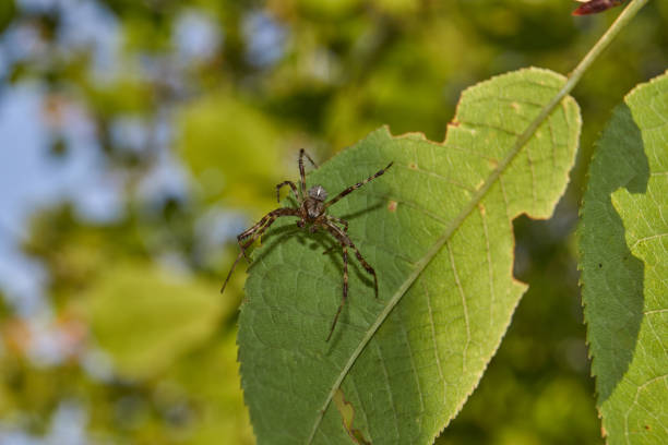 the first day of autumn in the garden. spider cross (lat. araneus). - cross spider imagens e fotografias de stock