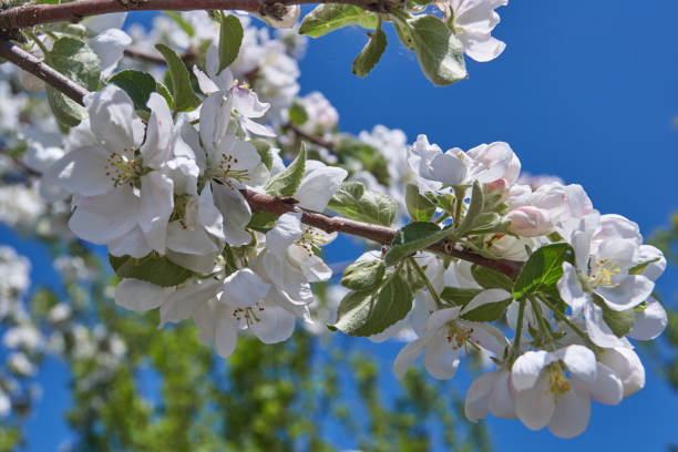 istock Apple trees bloom in the gardens. 1224703986
