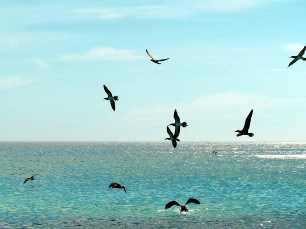istock Seagulls are always looking for food 1224705078