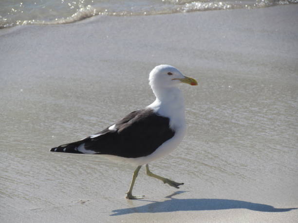 istock Seagulls perched next to the water's edge 1224705319
