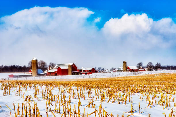 paesaggio rurale in inverno - corn snow field winter foto e immagini stock