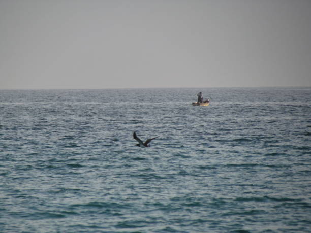 istock The graceful swooping flight of seagulls 1224705476