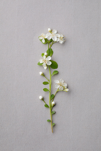 Little white flower decoration on gray background