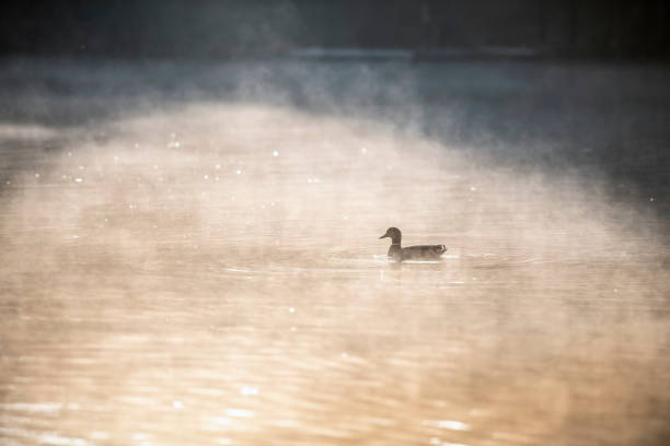 Mid distance view of duck floating on Lake Bled in morning with mist rising off water.