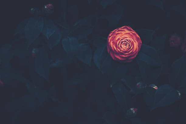 Closed Up Rose flower with vintage style;