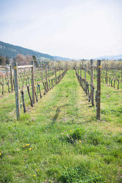 rzędy winorośl i zielonej trawy w winnicy okanagan valley wiosną - okanagan vineyard canada orchard zdjęcia i obrazy z banku zdjęć