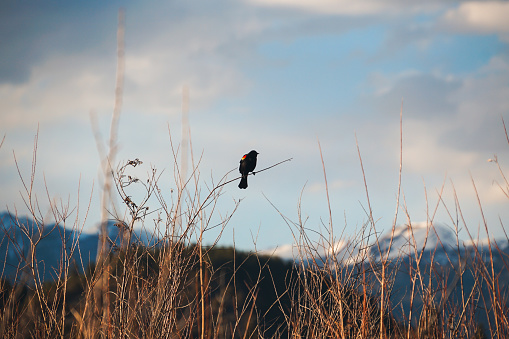 Red-Winged Black Bird, Mountains - Colorado, Colorful