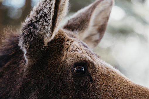 close up portrait of a mature healthy moose cow and her ears and eyes in Jackson, WY, United States