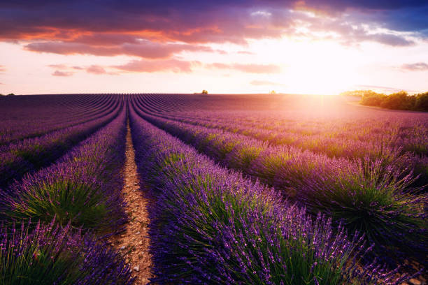 istock Lavender field near Valensole 1224716343