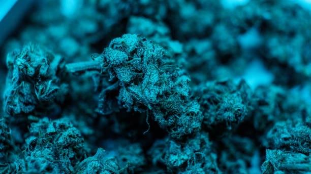 istock checking  fresh marijuana buds in male hands. Trimming medical m 1224716572