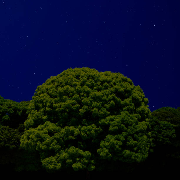 Lots of shiny stars over the Camphor Tree with copy space.