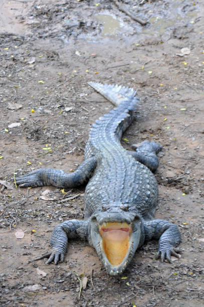 istock Crocodile in Cambodia/Crocodylus siamensis 1224720951