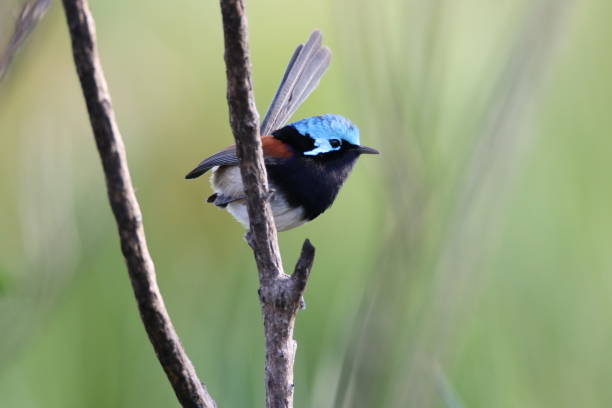 istock Variegated fairywren 1224721279