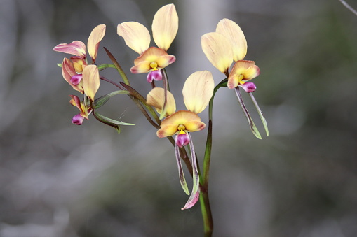 Australian wildflowers