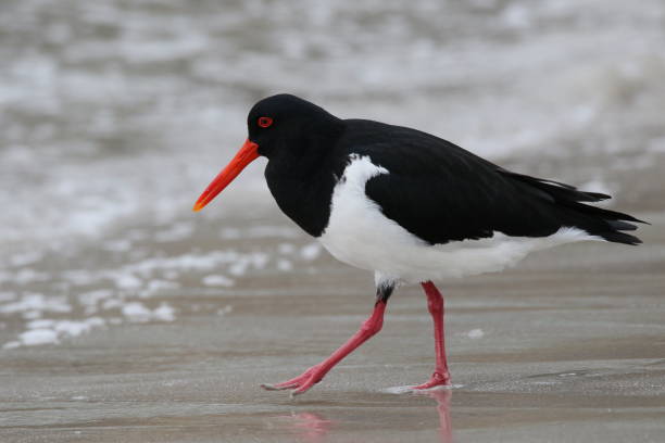 istock Pied Oyster Catcher 1224721303