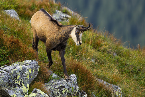 Energetic tatra chamois, rupicapra rupicapra tatrica, descending down the slope with rock and vibrant green grass. Agile alpine mammal in summer mountains.