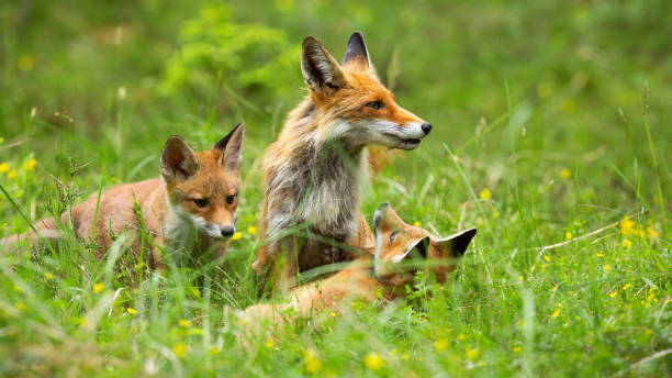 istock Lovable red fox family playing in the high grass on the forest clearing 1224722821