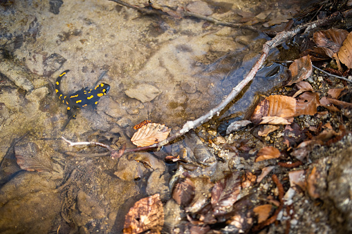 Small fire salamander, salamandra salamandra, floating in clear shallow water near riverbank. Wet reptile with tail and spots in stream flowing through forest.