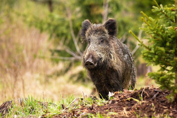 istock Curious wild boar, sus scrofa, with wet fur on the walk through the forest 1224722909