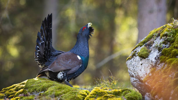 Vivid photo of adult western capercaillie lekking in the morning in the forest stock photo