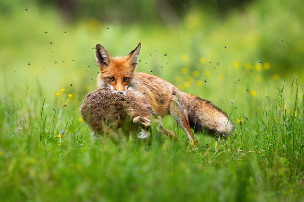 Cruel red fox holding caught hare in mouth and facing camera in green grass.