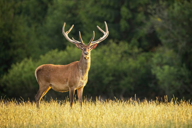 istock Sunlit red deer stag with new antlers growing facing camera in summer nature 1224723714