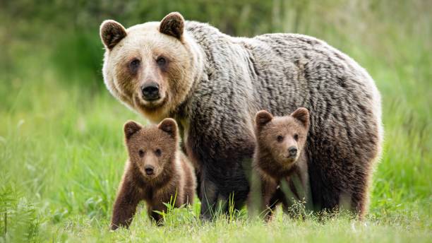 istock Protective female brown bear standing close to her two cubs 1224723797