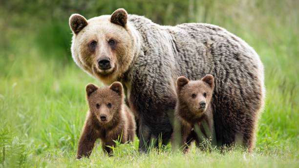 Protective female brown bear standing close to her two cubs Protective female brown bear, ursus arctos, standing close to her two cubs. An adorable young mammals with fluffy coat united with mother in the middle of grass meadow. Concept of animal family. bear cub stock pictures, royalty-free photos & images