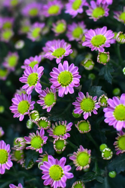 istock Purple chrysanthemum flower close-up, abstract background, HD Image and Large Resolution. can be used as wallpaper 1224723820