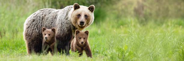 Brown bear mother with two cubs on green meadow with copy space.