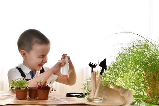 The child, squinting eyes splashes fly, takes care of the house plant. Sprays with water.