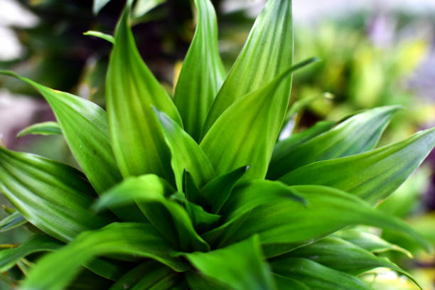 Nature abstract background, soft focus green spiral leaf, can be used as wallpaper, real zise