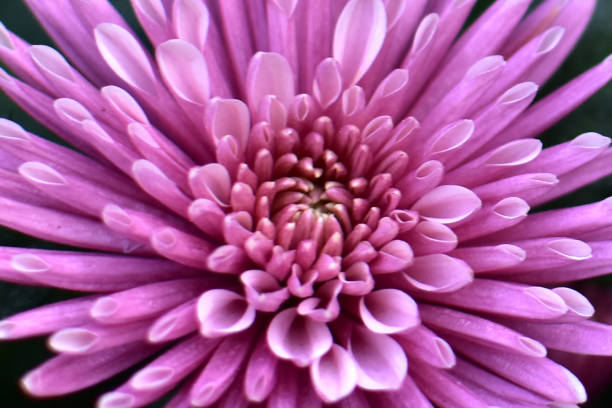 istock Purple chrysanthemum flower close-up, abstract background, HD Image and Large Resolution. can be used as wallpaper 1224726368