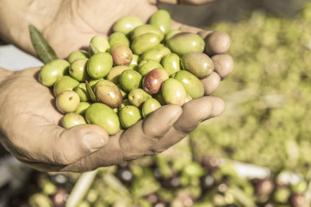 istock Man's hands holding a handful of olives 1224727094
