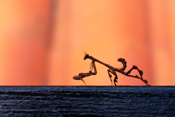 Praying Mantis On Thyme Plant