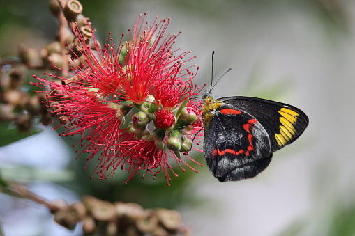 Australian butterflies